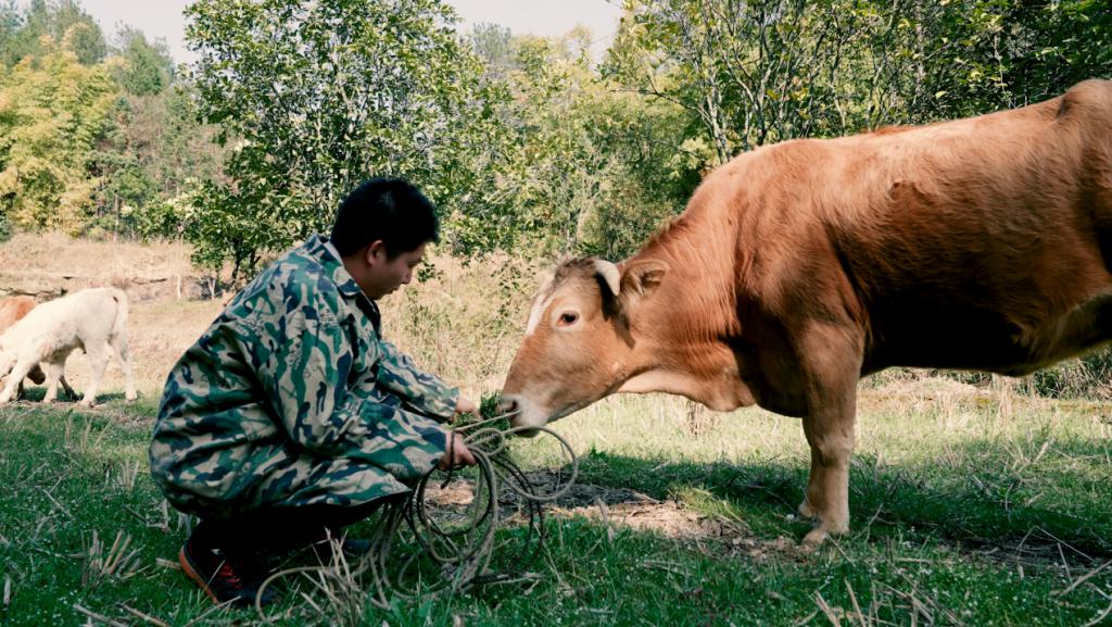 风暴平台登录：95 后青年返乡创业：回村养牛，逆流而上